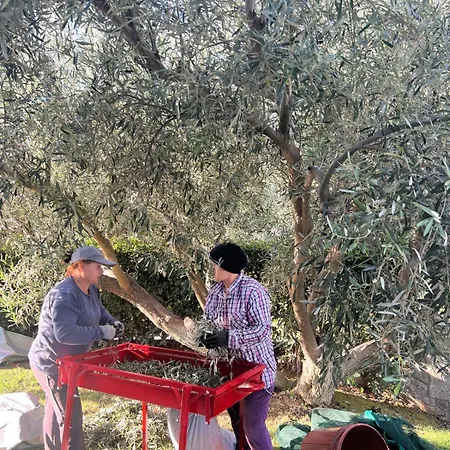 Olivias Tatil Evi